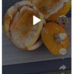 Click to watch video of How to Use Your Leftover Pumpklin