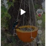 Click to see how to make a Pumpkin Bird Feeder