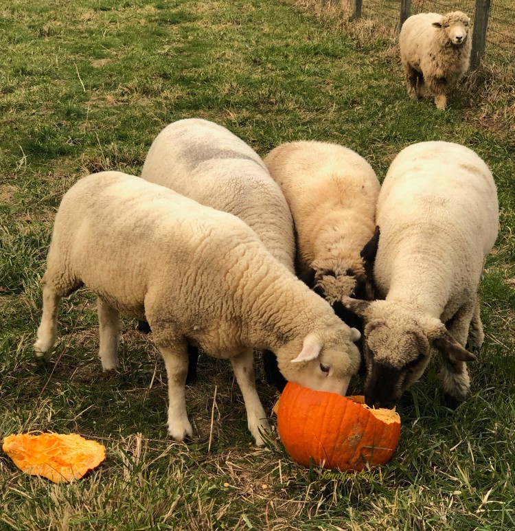 goats eating Christmas trees